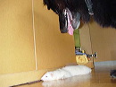 dsc00711